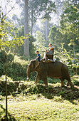 Elephant trekking. Chiang Mai. Thailand