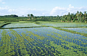 Rice fields in Bali Island. Indonesia