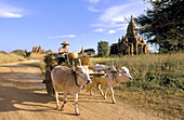 Cattle cart and pagodas. Bagan. Myanmar (Burma)