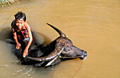 Boy with water buffalo. Inle Lake. Shan State. Myanmar.