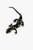 Salamander