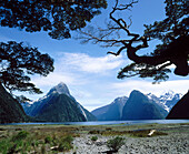 Milford Sound. South Island, New Zealand