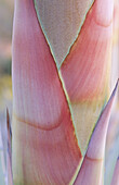 Desert agave (Agave havardiana) Anza Borrego State Park. California. USA