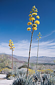 Desert agave (Agave havardiana) Anza Borrego State Park. California. USA