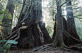 Redwood National Park. California, USA
