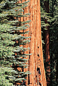Detail of the McKinley Tree in the Congress Grove of Giant Sequoias, Giant Forest, Sequoia National Park, California