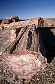 Evening light on cross section of petrified logs. Petrified Forest National Park. Arizona. USA