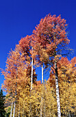 Orange fall aspens against blue sky. Sawtooth National Recreation Area. Idaho. USA