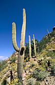 Saguaro Cactus (Carnegiea gigantea), Cholla and Brittlebush in the Tucson Mountains. Saguaro National Park. Arizona. USA