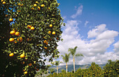 Orange groves and palm trees in Ojai Valley. California. USA