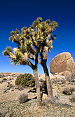 Joshua Tree (Yucca brevifolia). Joshua Tree National Park. California. USA