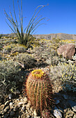 Barrel Cactus (Echinocactus grusoni) and Ocotillo (Fouquieria splendens). Anza Borrego Desert SP. California. USA