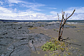 Dead tree in the Kilauea Caldera. Hawaii Volcanoes National Park. The Big Island. USA