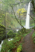 Elowah Falls and trail. Mount Hood National Forest. Columbia River Gorge National Scenic Area. Oregon. USA
