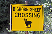 Bighorn sheep crossing sign at Oxbow Bend along the Snake River. Hells Canyon. Oregon. USA