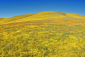 California Poppy (Eschscholzia californica) and Goldfields (Lasthenia californica) on hillside, Antelope Valley, California