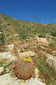 Barrel Cactus (Ferocactus acanthodes) and Ocotillo (Fonquieria splendens) in Coyote Canyon, Anza-Borrego Desert State Park, California