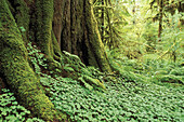 Sword ferns, sorrel, and moss-covered old growth in the Queets Rain Forest, Olympic National Park, Washington