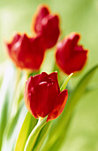  Botany, Close up, Close-up, Color, Colour, Delicate, Detail, Details, Flower, Flowers, Horticulture, Indoor, Indoors, Inside, Interior, Nature, Plant, Plants, Red, Tulip, Tulipa, Tulips, Vertical, G85-198828, agefotostock 