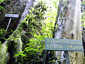 Nyungwe National Park, Rwanda