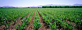Newly planted corn crop. California. USA