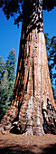 Giant Sequoia tree (Sequoiadendron giganteum). Sequoia NP. California. USA