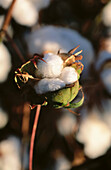 Cotton blooming close-up