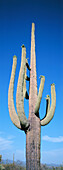 Saguaro cactus. Arizona. USA