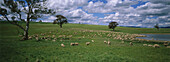 Sheep in lush pasture
