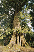 Myrtle trees in rainforest. Tasmania. Australia