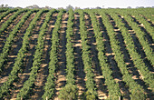 Vineyards in the Barossa Valley. South Australia, heart of the country s wine industry