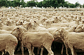 Farming, flock of newly shorn sheep