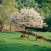 Horses. Skane. Sweden