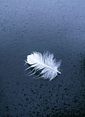 Feather from swan on ice. Hallandsåsen Ridge, Skåne, Sweden, Scandinavia, Europe.