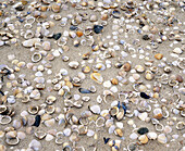 Sea shells on beach, by the Kattegatt Sea, Skåne, Sweden, Scandinavia, Europe.