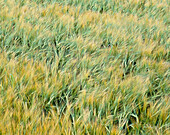 Fields of corn. Bjäre Peninsula, Skåne, Sweden, Scandinavia, Europe.