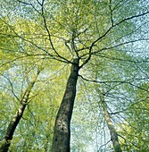 Beech forest. (lat. Fagus sylvatica.) Söderåsen National Park, Skåne, Sweden, Scandinavia, Europe.