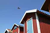Swallow over fisherman s huts. Sweden