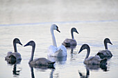 Swans (Cygnus olor). Skåne. Sweden
