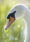Swan (Cygnus olor). Skåne. Sweden