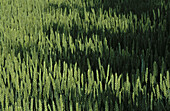 Shadows on wheat field. Skåne. Sweden