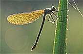 Dragonfly. Sweden