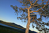 Pine tree near Lake Tesse. Jotunheimen, Norway