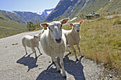 Sheep on the road. Norway