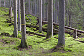 Virgin pine forest. Nyteboda Nature Reserve, Skåne, Sweden.