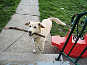 White dog with a stick at its home. Windsor. Ontario, Canada