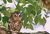 Eastern Screech Owl (Otus asio). Texas. USA