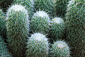 Corn Cob cactus (Escobaric tuberculose). Texas. USA