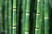 Golden Bamboo (Phyllostachys aurea)