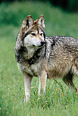 Mexican wolf (Canis lupus baileyi).